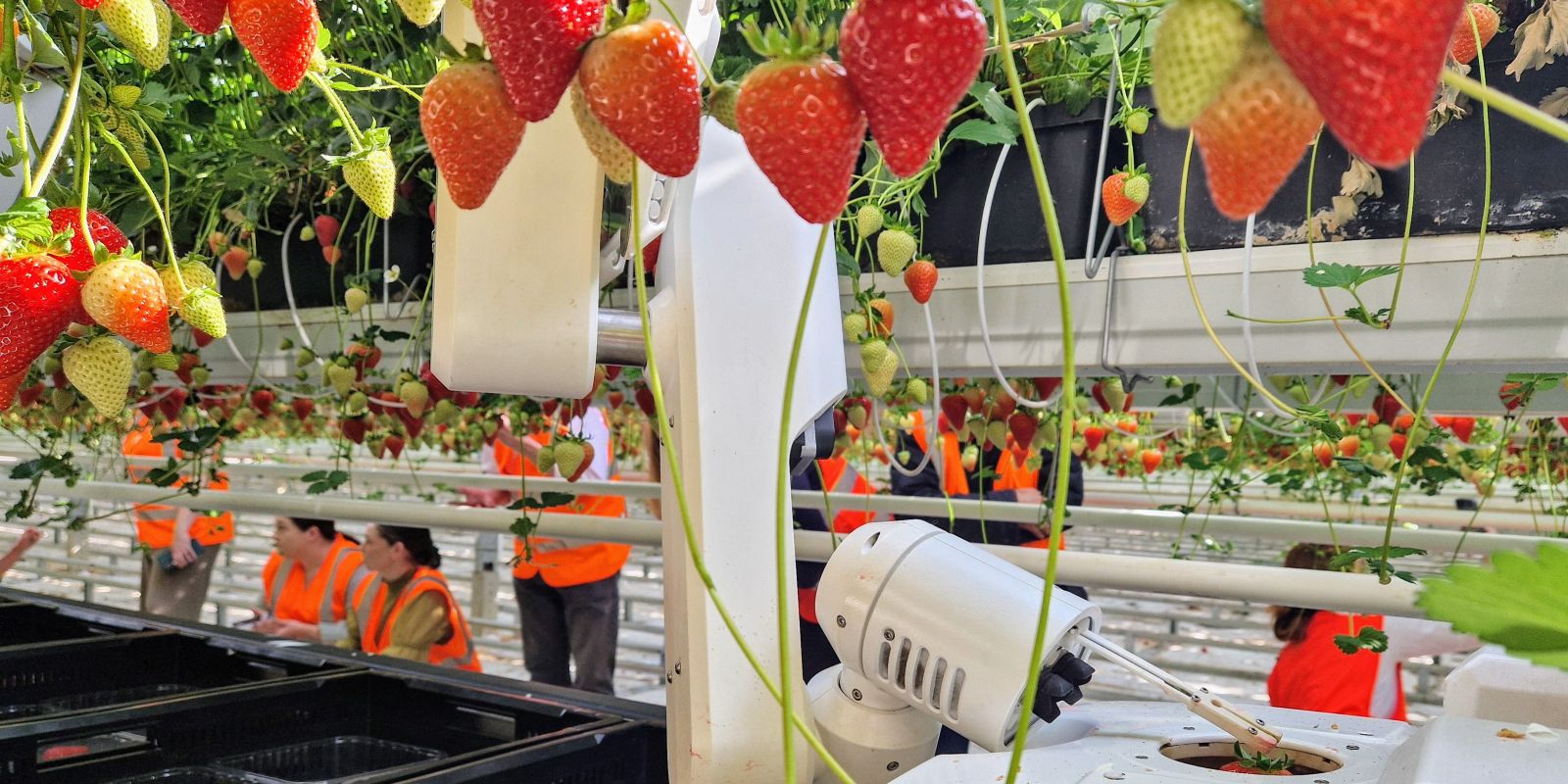 Dyson Strawberries